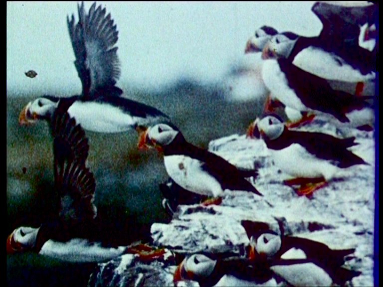 (13) Wolfgang Lehmann, Fåglar vid havet (bön)/Birds by the Sea (Prayer), Sweden, 2008 (13) Wolfgang Lehmann, Fåglar vid havet (bön)/Birds by the Sea (Prayer), Sweden, 2008