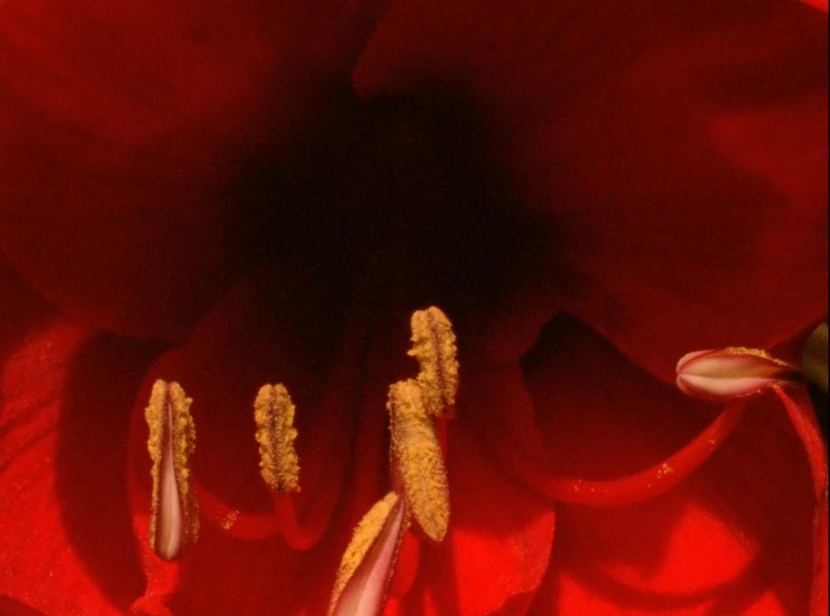 (14) Jayne Parker, A Floral Tribute for Essex Road, UK, 2019 (14) Jayne Parker, A Floral Tribute for Essex Road, UK, 2019