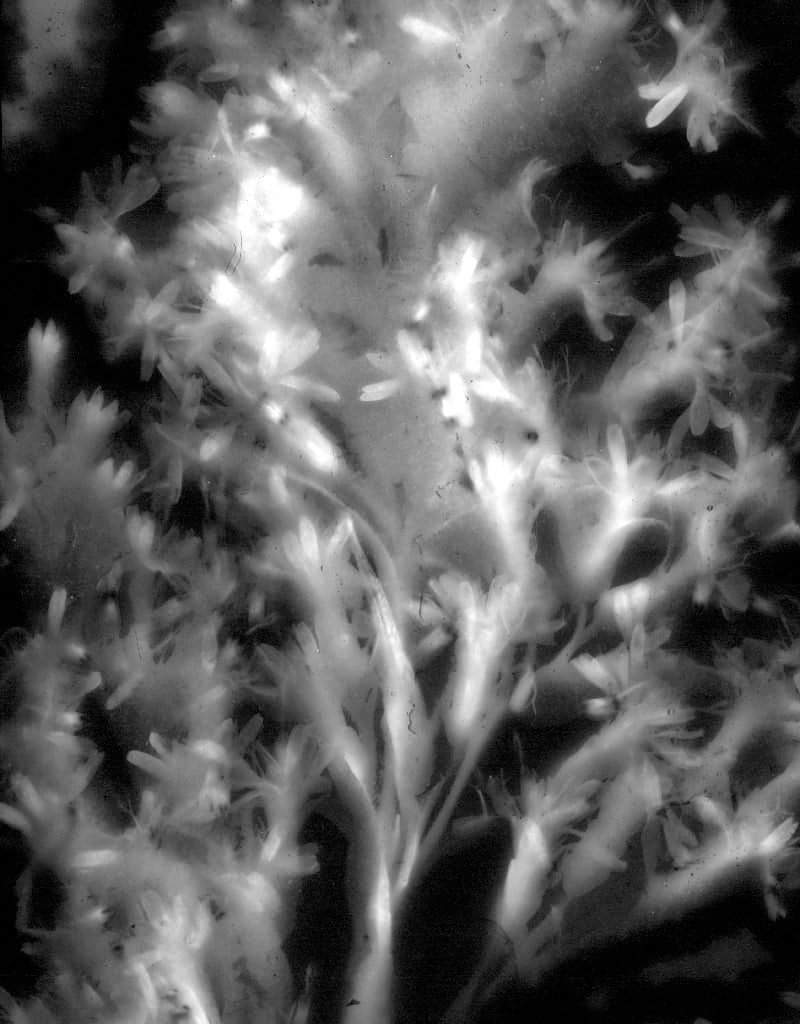 (31) Karel Doing, Goldenrod, the Netherlands, 2021 (31) Karel Doing, Goldenrod, the Netherlands, 2021