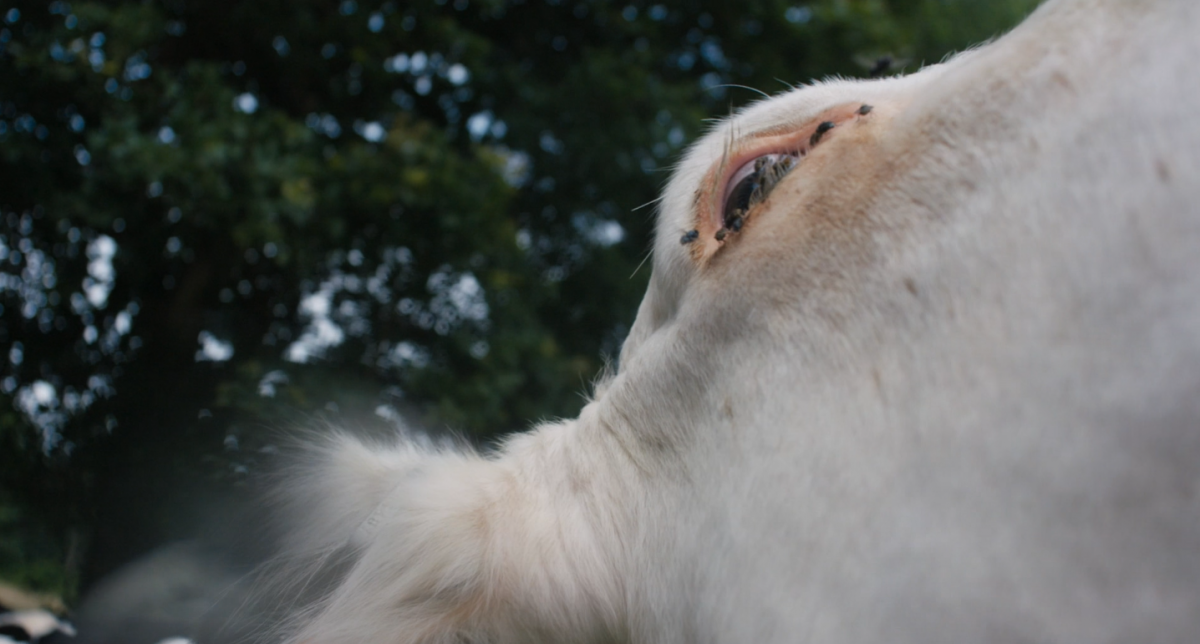 (4) Cow (Andrea Arnold, 2021) (4) Cow (Andrea Arnold, 2021)