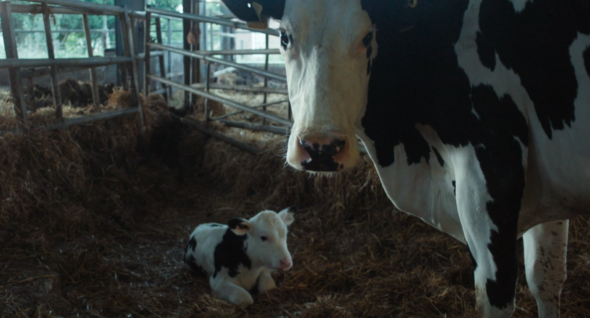 (2) Cow (Andrea Arnold, 2021) (2) Cow (Andrea Arnold, 2021)