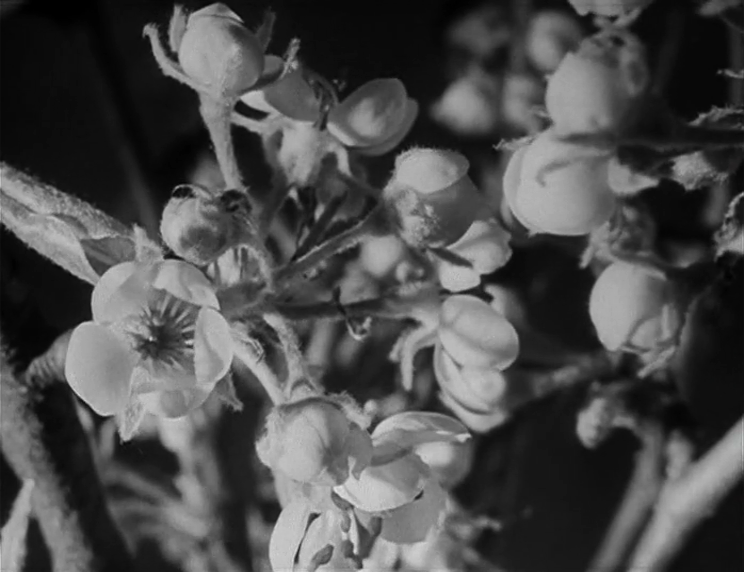 Farrebique ou les quatre saisons (Georges Rouquier, 1946)