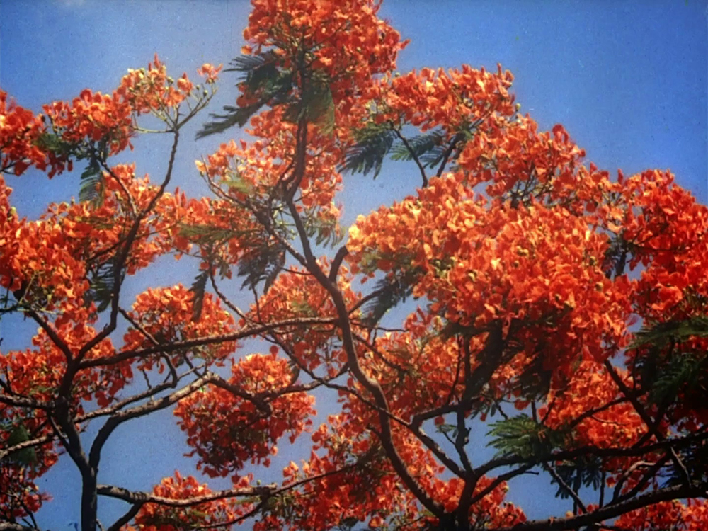 (1) The River (Jean Renoir, 1951) (1) The River (Jean Renoir, 1951)
