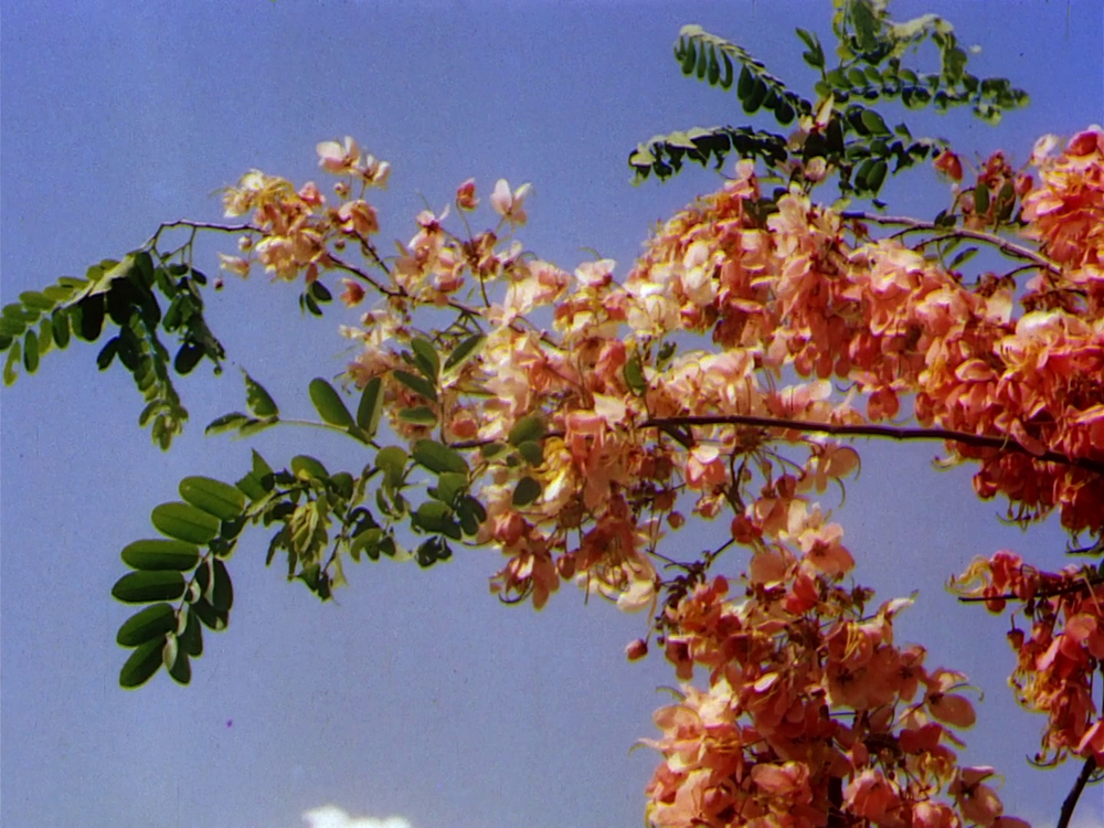 (1) The River (Jean Renoir, 1951) (1) The River (Jean Renoir, 1951)