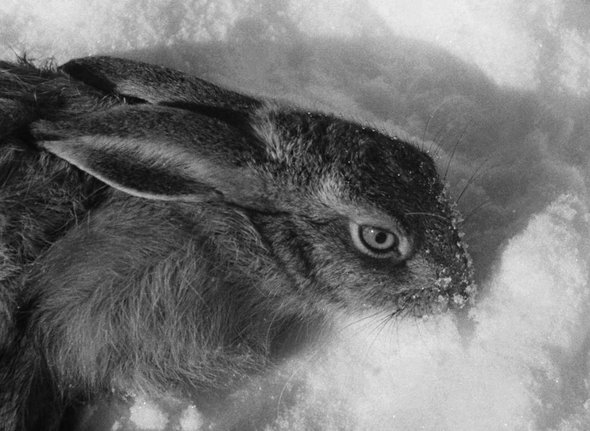 Farrebique ou les quatres saisons (Georges Rouquier, 1946) Farrebique ou les quatres saisons (Georges Rouquier, 1946)