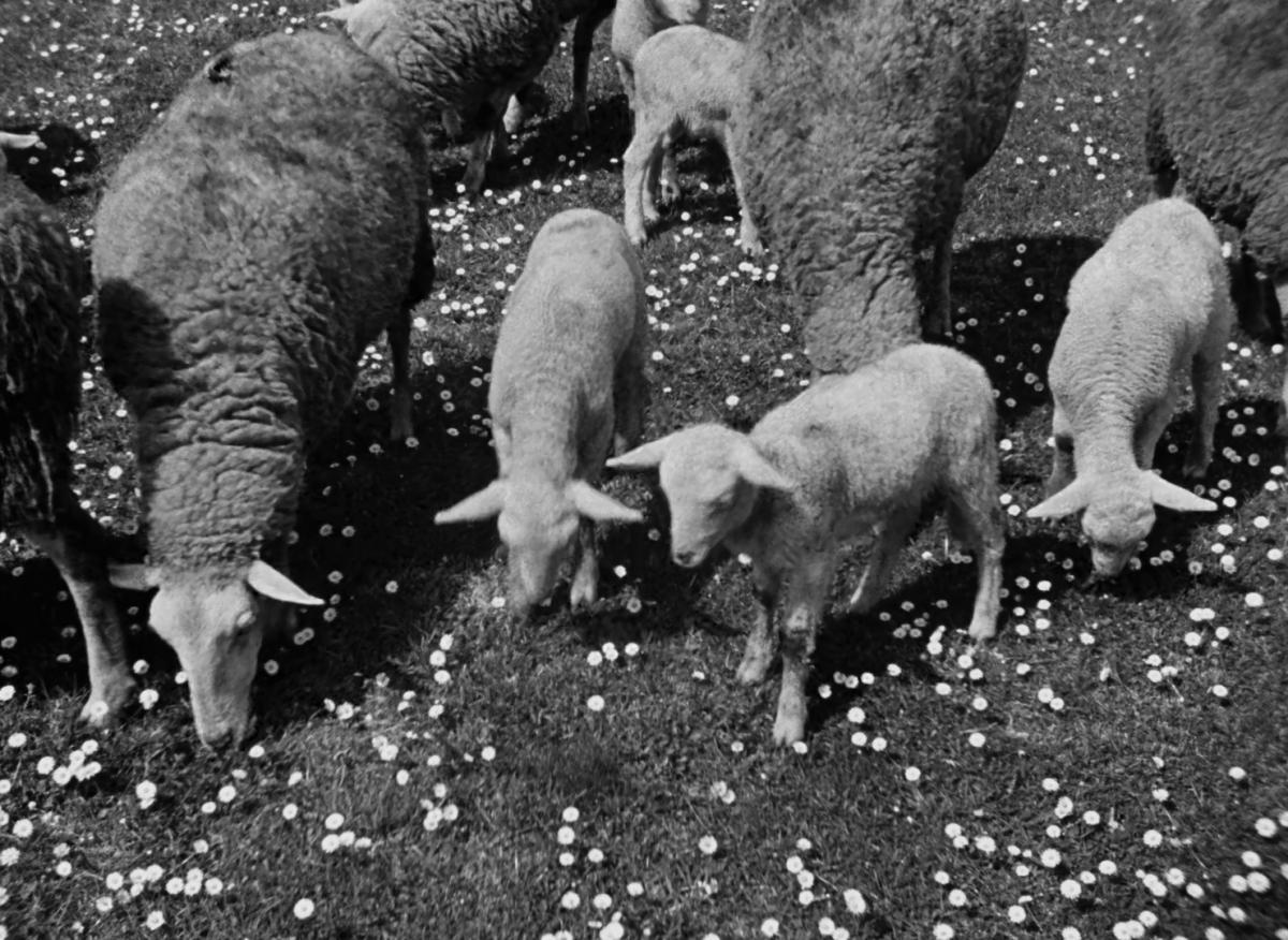 Farrebique ou les quatres saisons (Georges Rouquier, 1946) Farrebique ou les quatres saisons (Georges Rouquier, 1946)