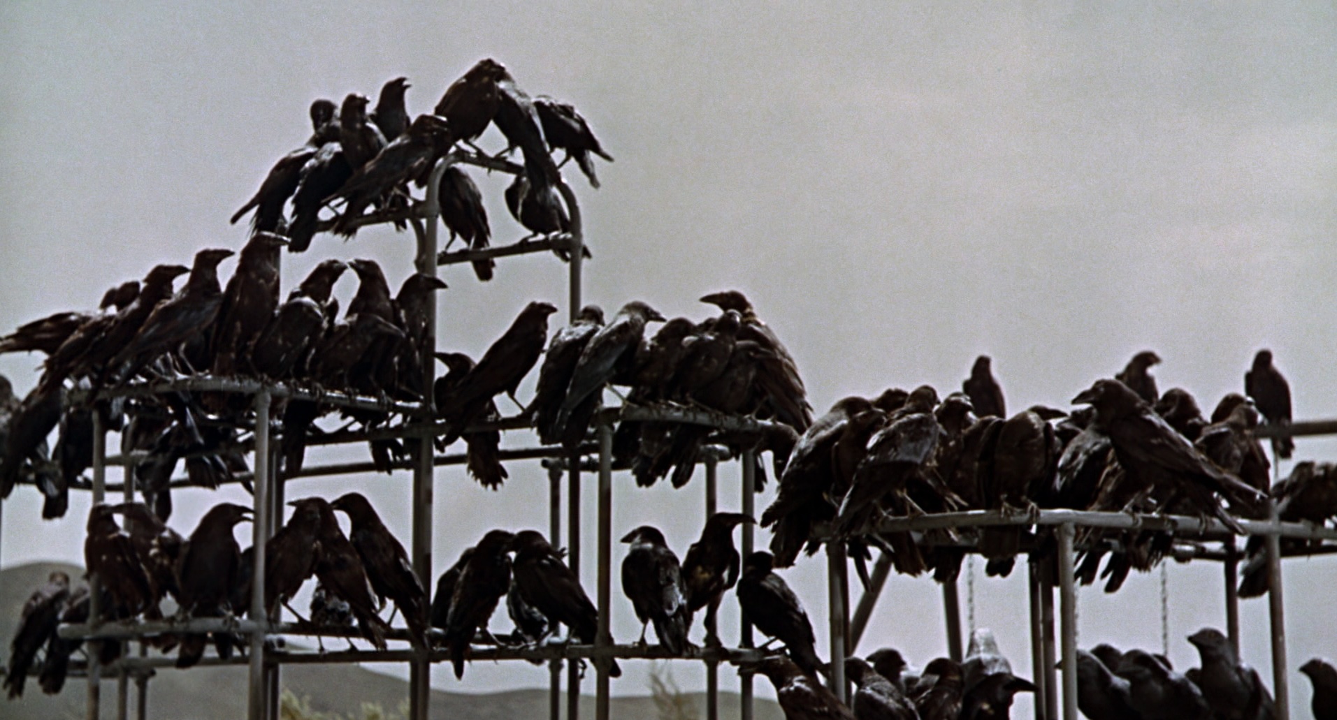 (3) The Birds (Alfred Hitchcock, 1963)