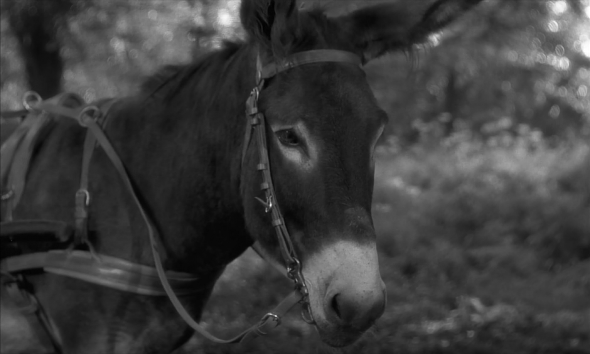 (1) Au hasard Balthazar (Robert Bresson, 1966) (1) Au hasard Balthazar (Robert Bresson, 1966)