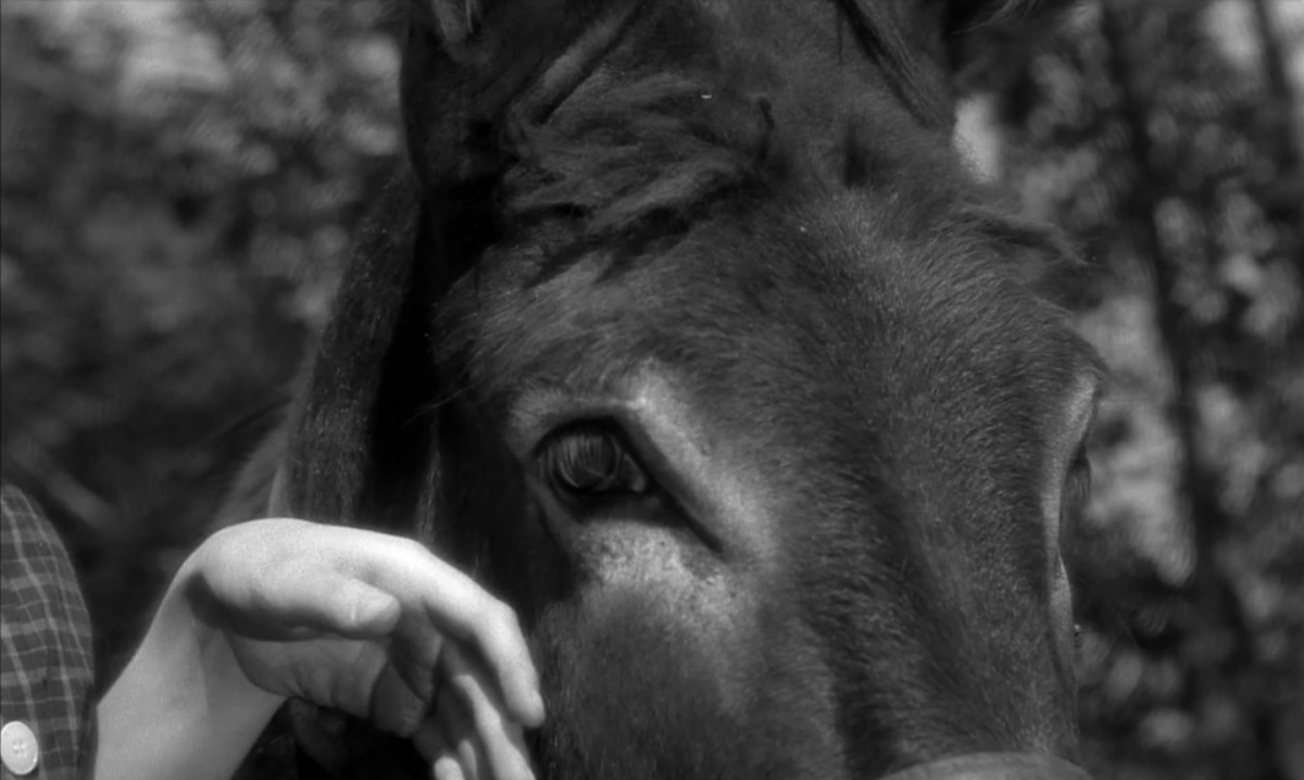 (8) Au hasard Balthazar (Robert Bresson, 1966) (8) Au hasard Balthazar (Robert Bresson, 1966)