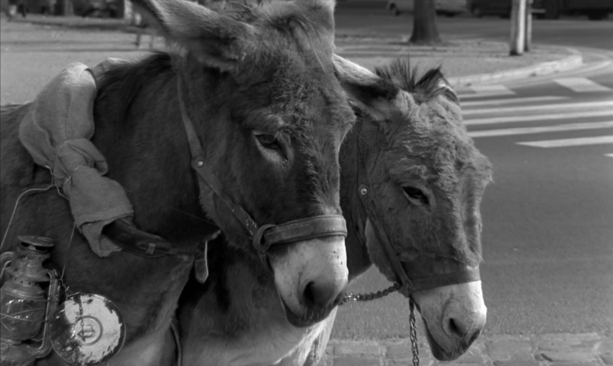 (11) Au hasard Balthazar (Robert Bresson, 1966) (11) Au hasard Balthazar (Robert Bresson, 1966)