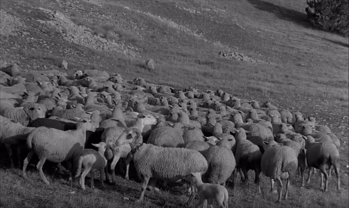 (12) Au hasard Balthazar (Robert Bresson, 1966) (12) Au hasard Balthazar (Robert Bresson, 1966)